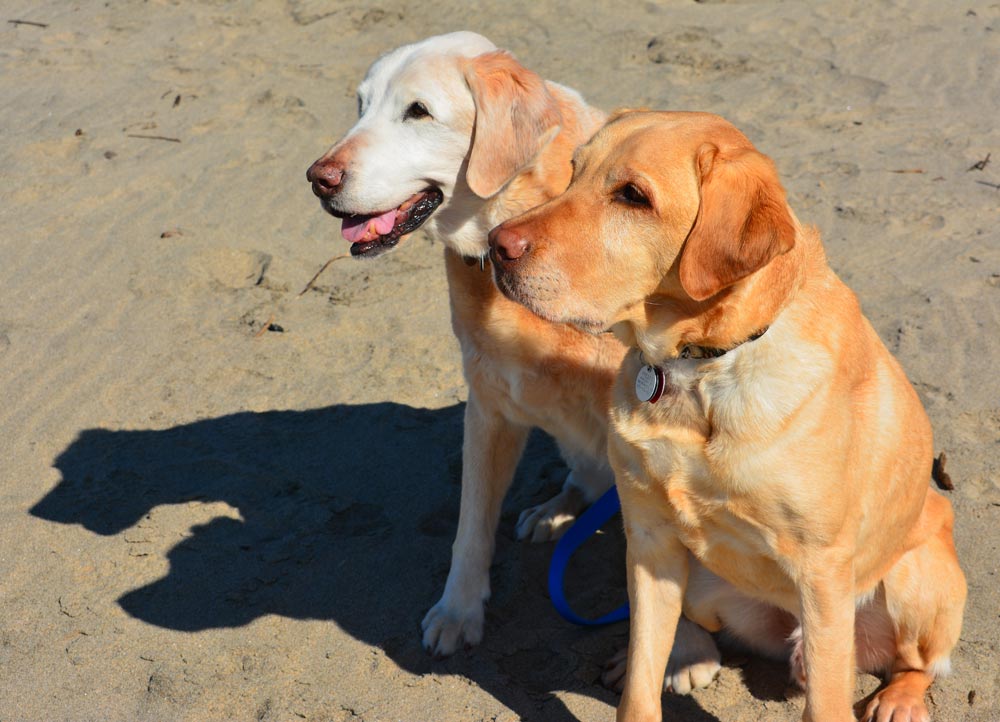 Guide dogs Teela and Fresco sitting together