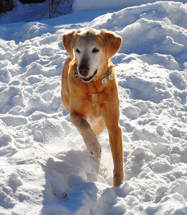 Photo of Teela bounding forward in snow