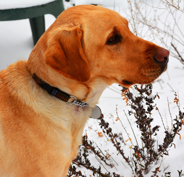 Photo of Fresco in snow, showing his burnt butterscotch color