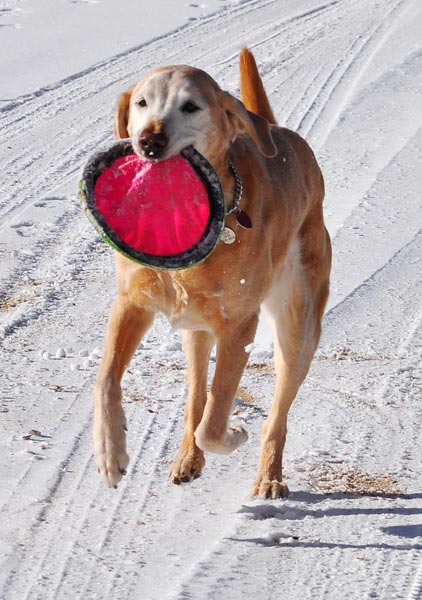 Photo of Teela gleefully retrieving Frisbee