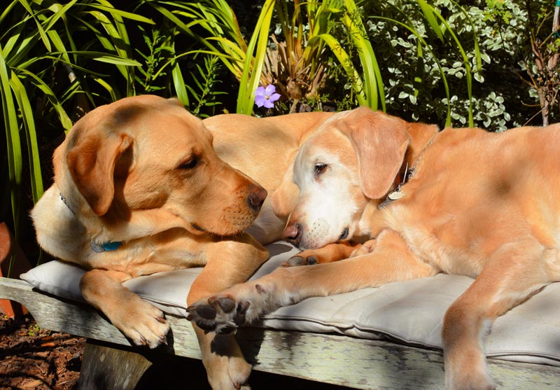 Photo of Fresco and Teela lying together lovingly in author’s backyard