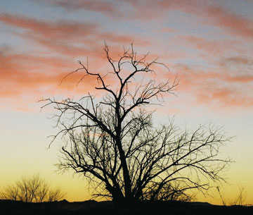 Photo of a bare bush with red and yellow sunrise sky behind it.