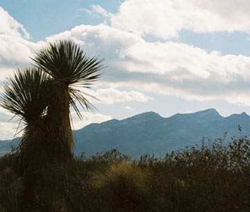 Photo of Big Hatchet Mountain behind a tall desert yucca
